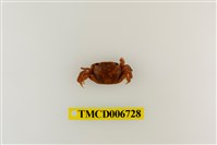 藏品(絨毛近方蟹)的圖片